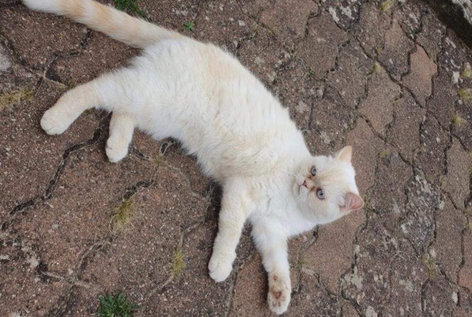 Alerte Disparition Chat  Femelle , 4 ans Bléré France