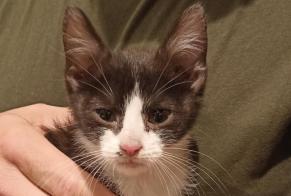 Alerte Découverte Chat Inconnu Monchecourt France