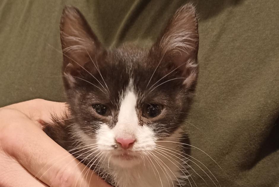 Alerte Découverte Chat Inconnu Monchecourt France