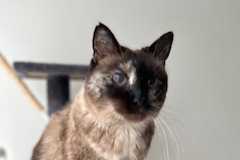 Alerte Disparition Chat Femelle , 9 ans Carrières-sur-Seine France