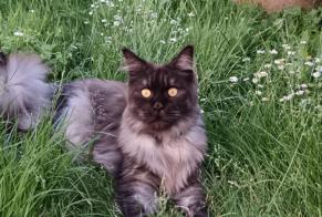 Alerte Disparition Chat  Mâle , 3 ans La Rochelle France