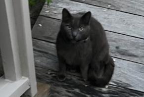 Alerte Découverte Chat Inconnu Lège-Cap-Ferret France