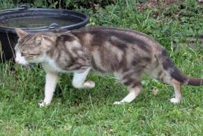 Alerte Découverte Chat Inconnu Mognéville France