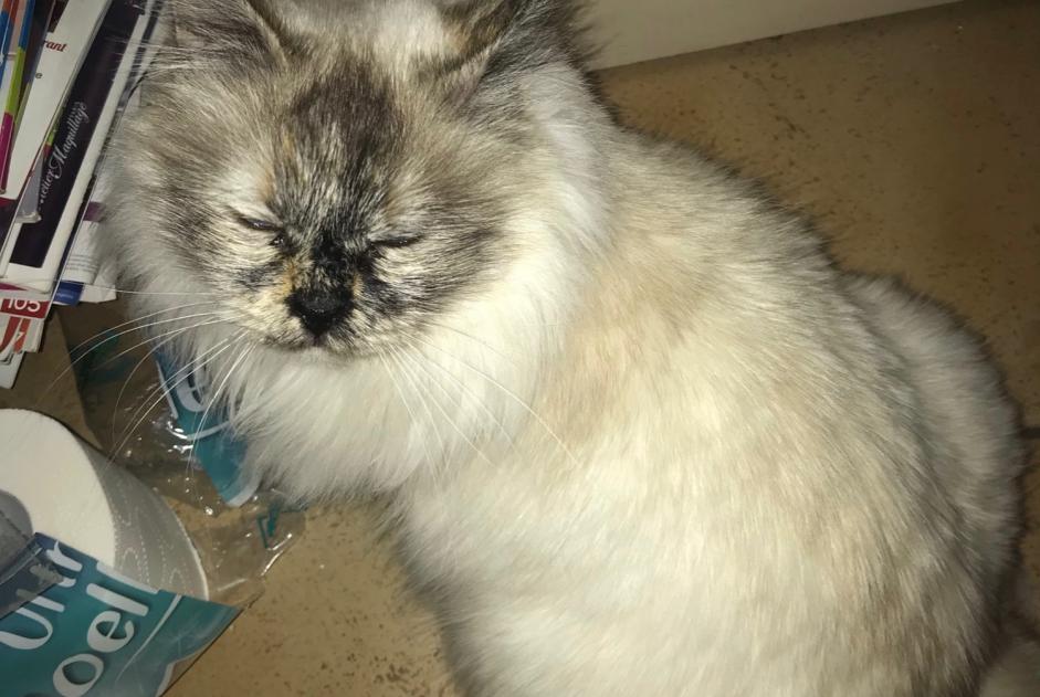 Alerte Disparition Chat  Femelle , 10 ans Le Pontet France