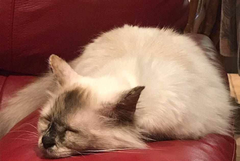Alerte Disparition Chat  Femelle , 10 ans Le Pontet France