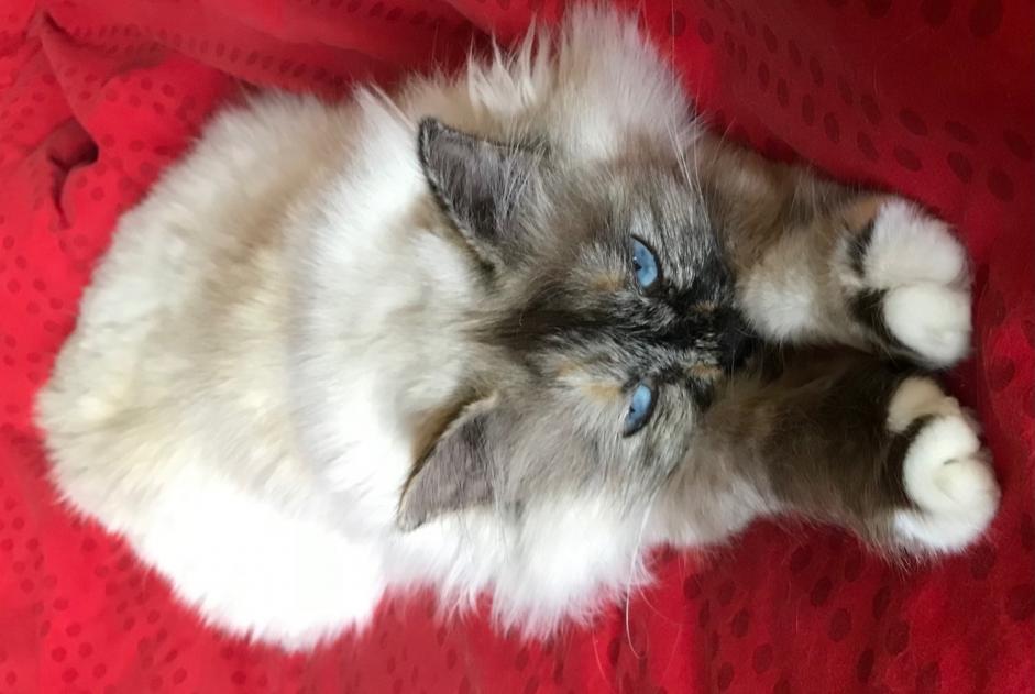 Alerte Disparition Chat  Femelle , 10 ans Le Pontet France