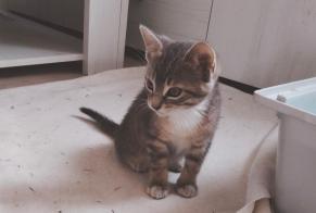 Alerte Découverte Chat Inconnu Porcheville France