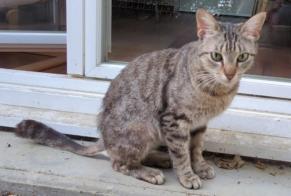 Alerte Découverte Chat croisement  Inconnu Lormont France
