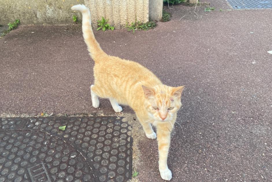 Alerte Découverte Chat Inconnu Le Pecq France