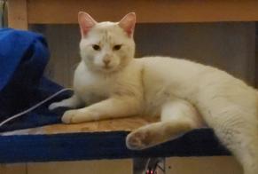 Alerte Découverte Chat Mâle Toulouse France