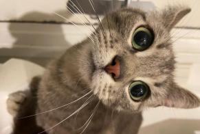 Alerte Découverte Chat Femelle Le Havre France