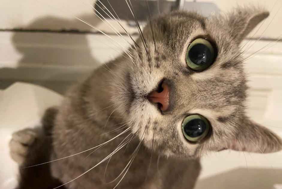Alerte Découverte Chat Femelle Le Havre France