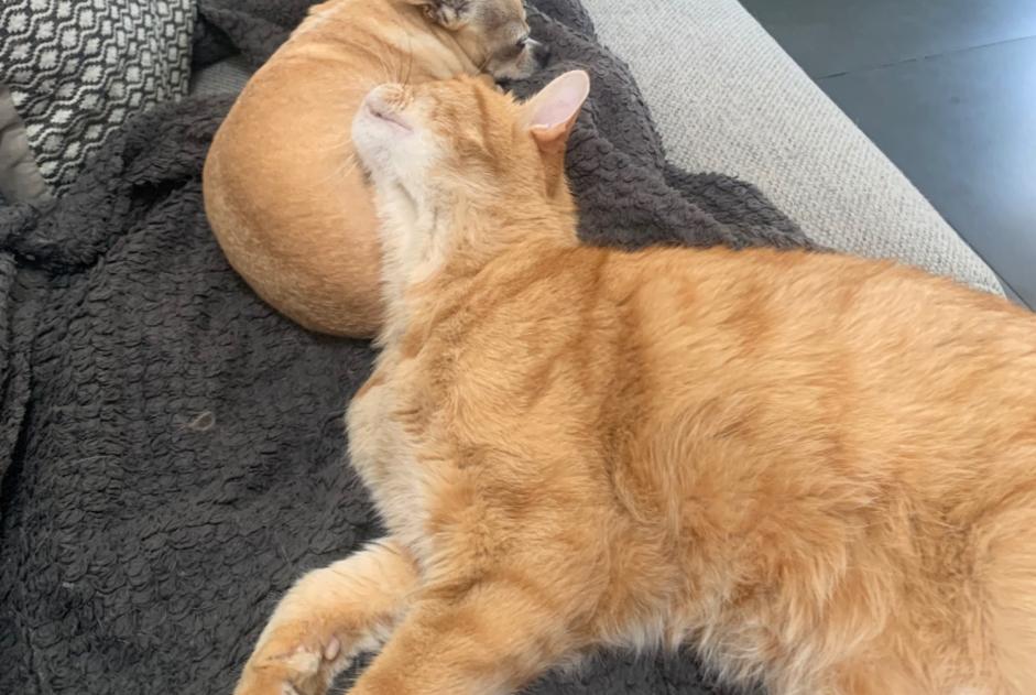 Alerte Disparition Chat Mâle , 15 ans Perpignan France