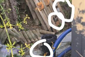 Alerte Découverte Chat Femelle Erdre-en-Anjou France