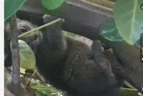 Alerte Découverte Chat Inconnu Saint-Quentin-Fallavier France