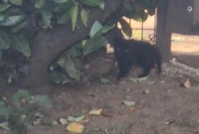 Alerte Découverte Chat Inconnu Saint-Quentin-Fallavier France