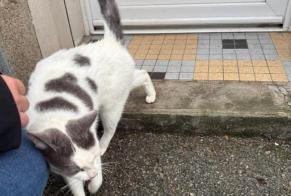 Alerte Découverte Chat Inconnu Plouay France