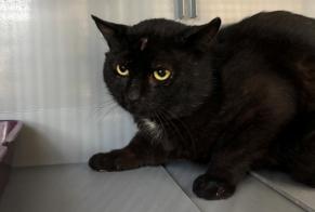 Alerte Découverte Chat  Mâle , 4 ans Saint-Nom-la-Bretèche France