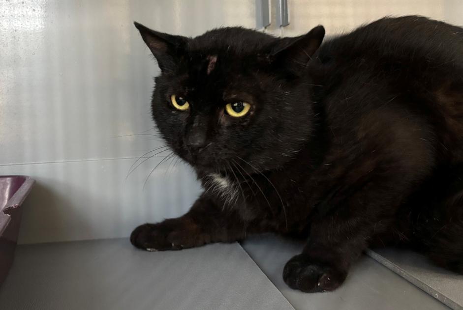 Alerte Découverte Chat  Mâle , 4 ans Saint-Nom-la-Bretèche France