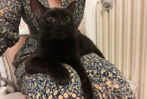 Alerte Découverte Chat Inconnu , Entre 9 et 12 mois Toulouse France