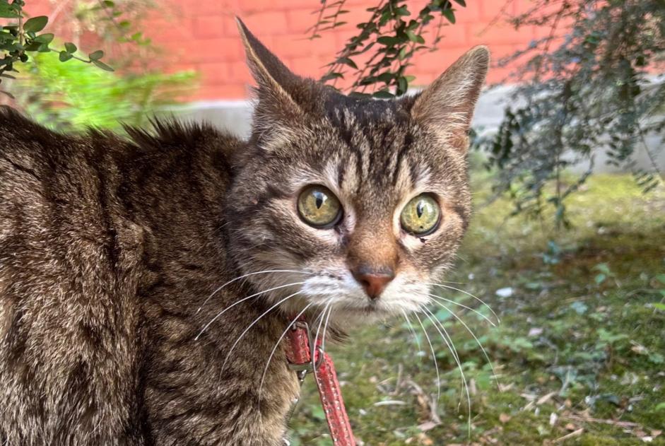 Alerte Disparition Chat Femelle , 16 ans Lille France