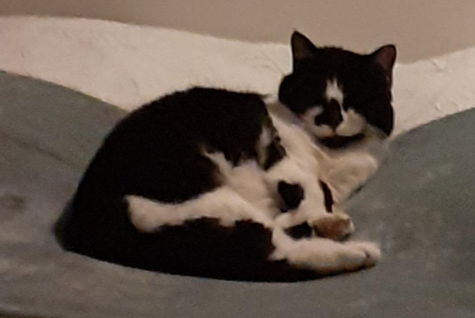 Alerte Disparition Chat  Femelle , 12 ans Tours France
