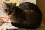 Alerte Disparition Chat croisement  Mâle , 8 ans Dijon France