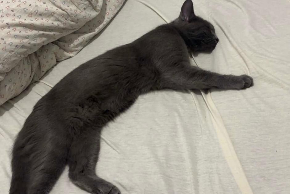 Alerte Disparition Chat  Mâle , 1 ans Mitry-Mory France