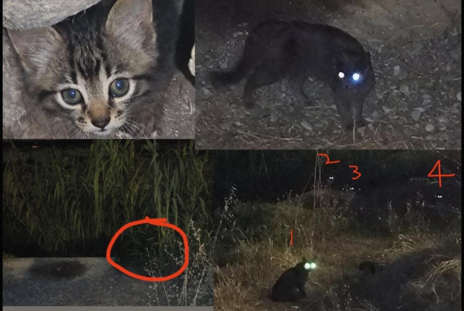 Alerte Découverte Chat Inconnu Nice France