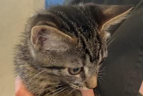 Alerte Découverte Chat Mâle Athies France