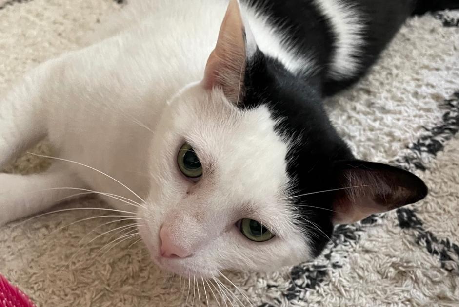 Alerte Disparition Chat croisement  Mâle , 5 ans Bordeaux France