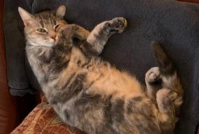 Alerte Disparition Chat  Femelle , 10 ans Saint-Genis d’Hiersac France