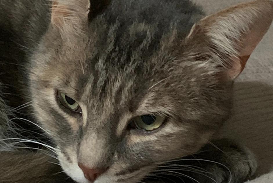 Alerte Disparition Chat  Femelle , 10 ans Saint-Genis d’Hiersac France