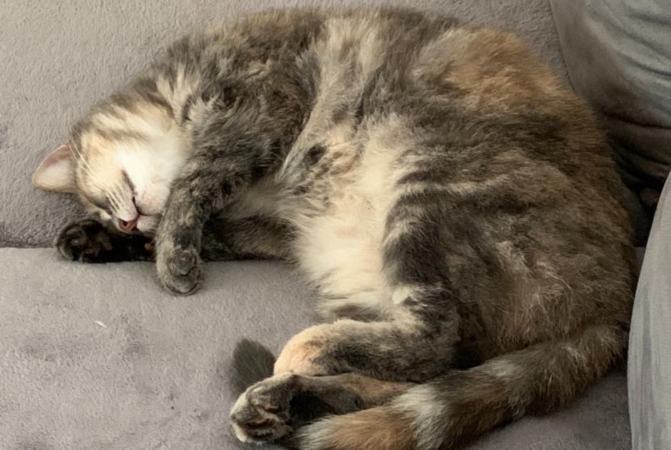 Alerte Disparition Chat  Femelle , 10 ans Saint-Genis d’Hiersac France