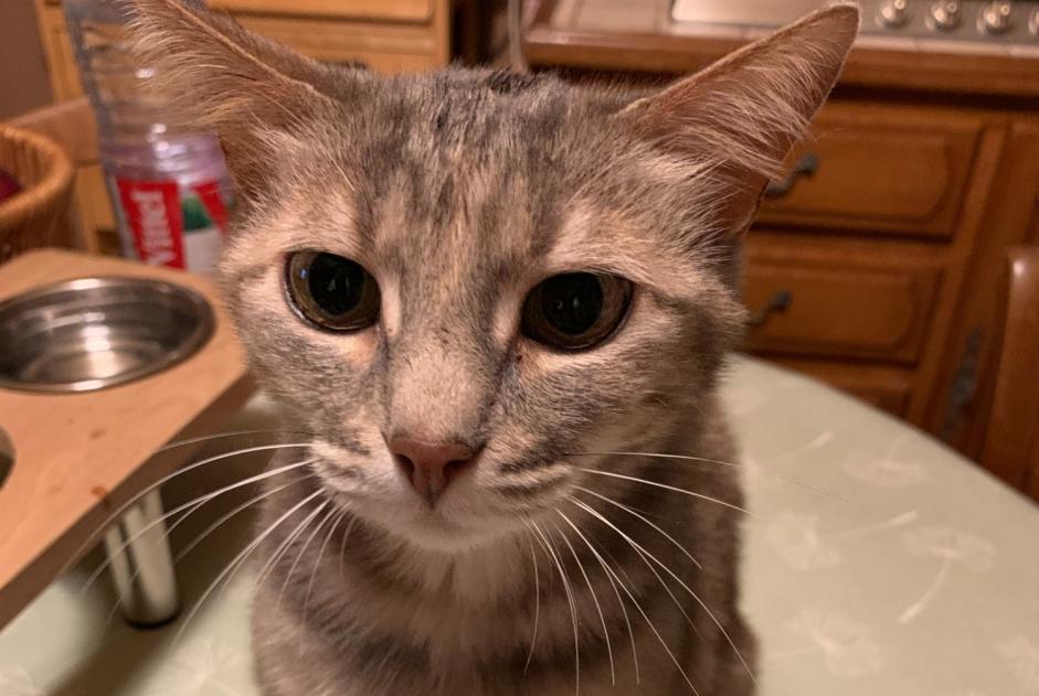 Alerte Disparition Chat  Femelle , 10 ans Saint-Genis d’Hiersac France