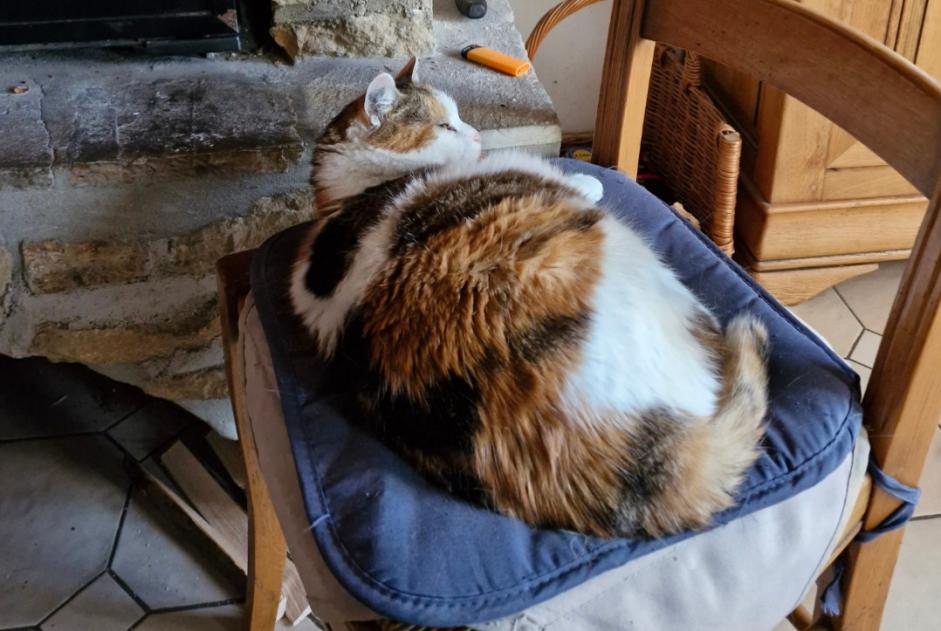 Alerte Disparition Chat  Femelle , 13 ans Villers-Semeuse France