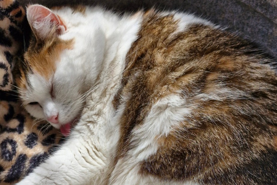 Alerte Disparition Chat  Femelle , 13 ans Villers-Semeuse France