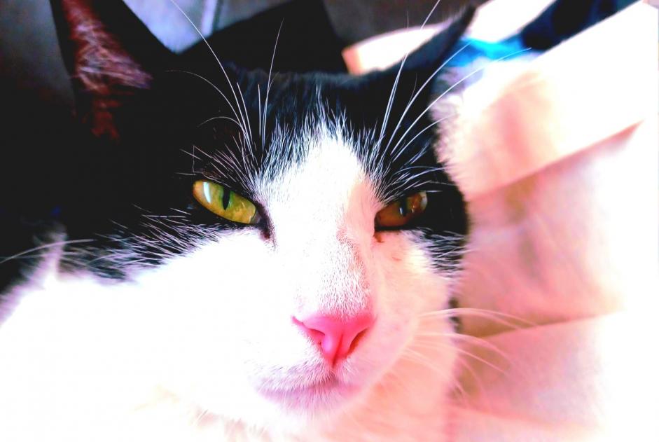 Alerte Disparition Chat Femelle , 2 ans Labenne France