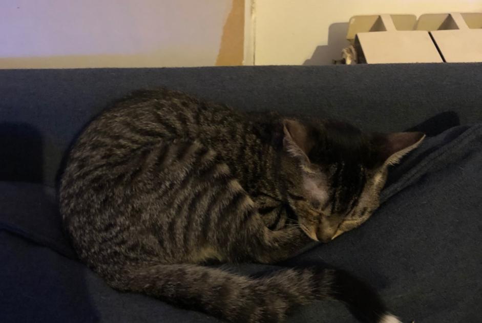 Alerte Disparition Chat croisement  Femelle , 2 ans Albi France