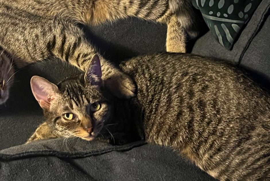 Alerte Disparition Chat croisement  Femelle , 2 ans Albi France