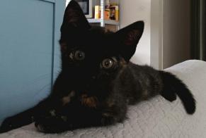 Alerte Découverte Chat Femelle Objat France