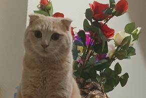 Alerte Disparition Chat  Mâle , 1 ans Saint-Denis France