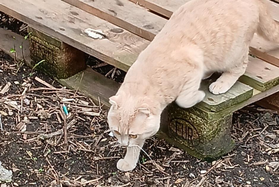 Alerte Disparition Chat  Mâle , 1 ans Saint-Denis France