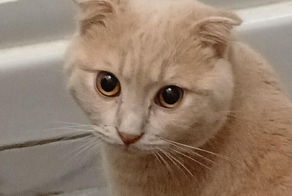 Alerte Disparition Chat  Mâle , 1 ans Saint-Denis France