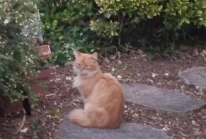 Alerte Découverte Chat croisement  Inconnu Cormery France