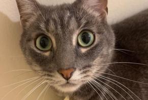 Alerte Disparition Chat Mâle , 5 ans La Rochelle France