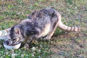 Alerte Découverte Chat croisement  Inconnu Plouvien France