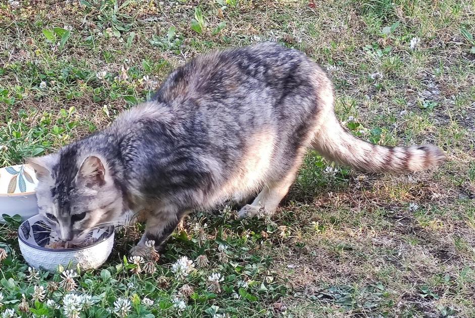 Alerte Découverte Chat croisement  Inconnu Plouvien France
