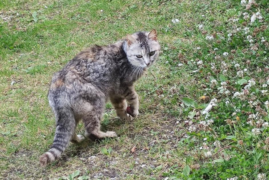Alerte Découverte Chat croisement  Inconnu Plouvien France