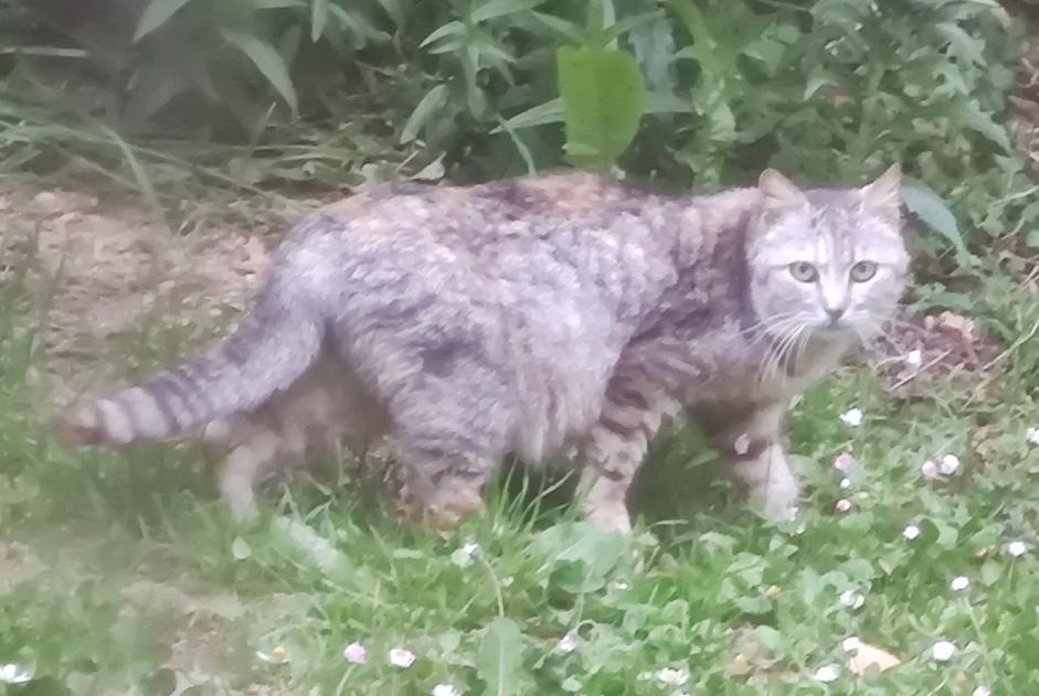 Alerte Découverte Chat croisement  Inconnu Plouvien France